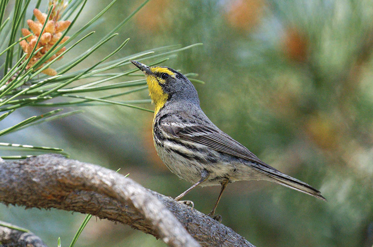 Photo of Grace's Warbler