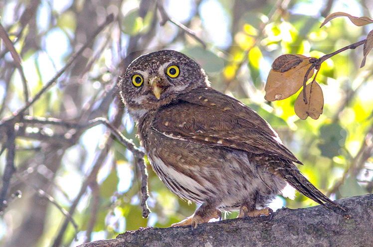 Photo of Pygmy Owl